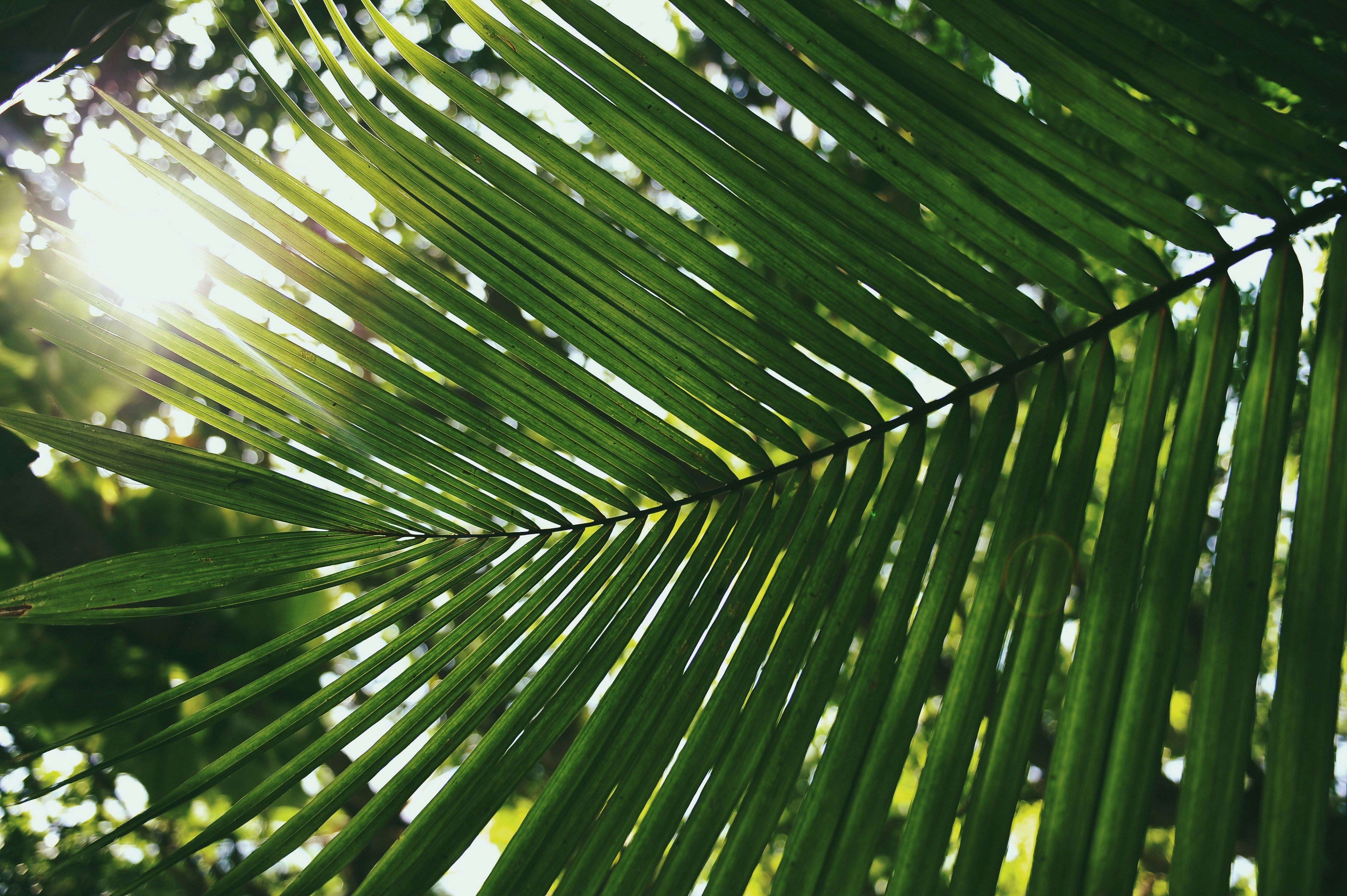 tropical paradise
